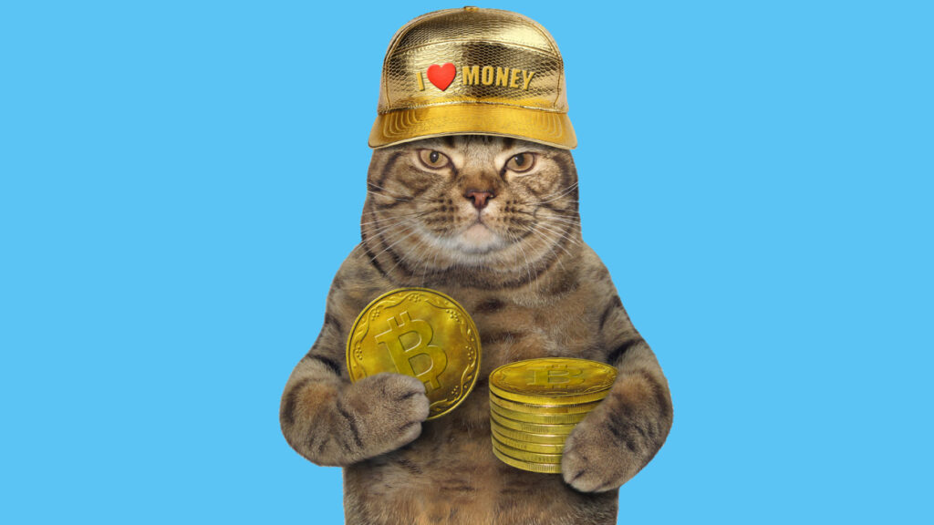 Cat with bitcoins in his paws